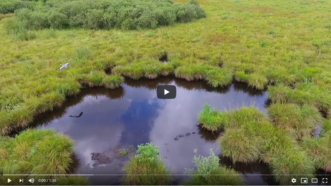 Lire la suite à propos de l’article Le patrimoine naturel du Sée d’Urbès