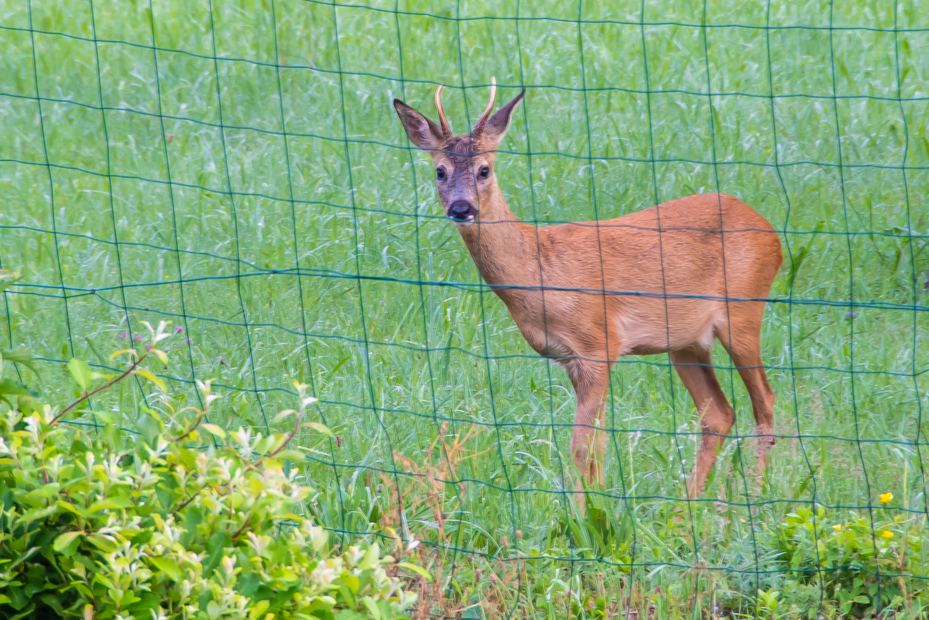 Lire la suite à propos de l’article Petit coucou de notre ami le chevreuil ?